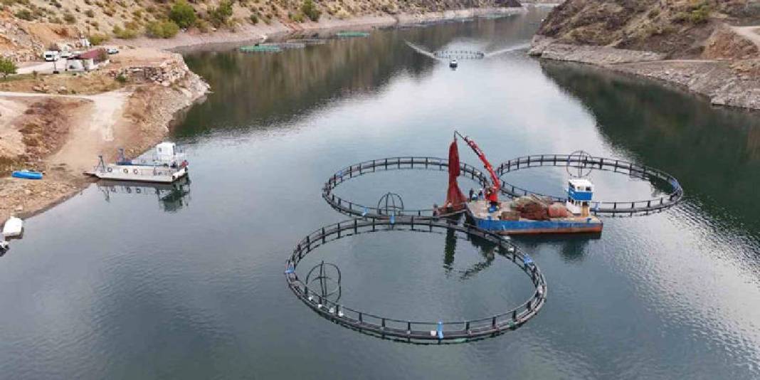 Diyarbakır’dan dünyaya “Mezopotamya somonu” ihracatı! 500 ton üretim kapasitesi var: 1 yılda büyük başarı 4